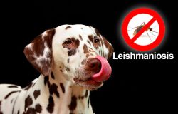 campaña-leishmaniosis-2017